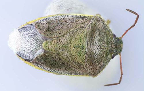 Piezodorus lituratus